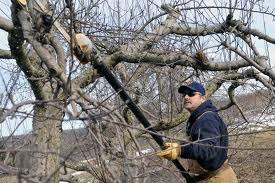tree pruning